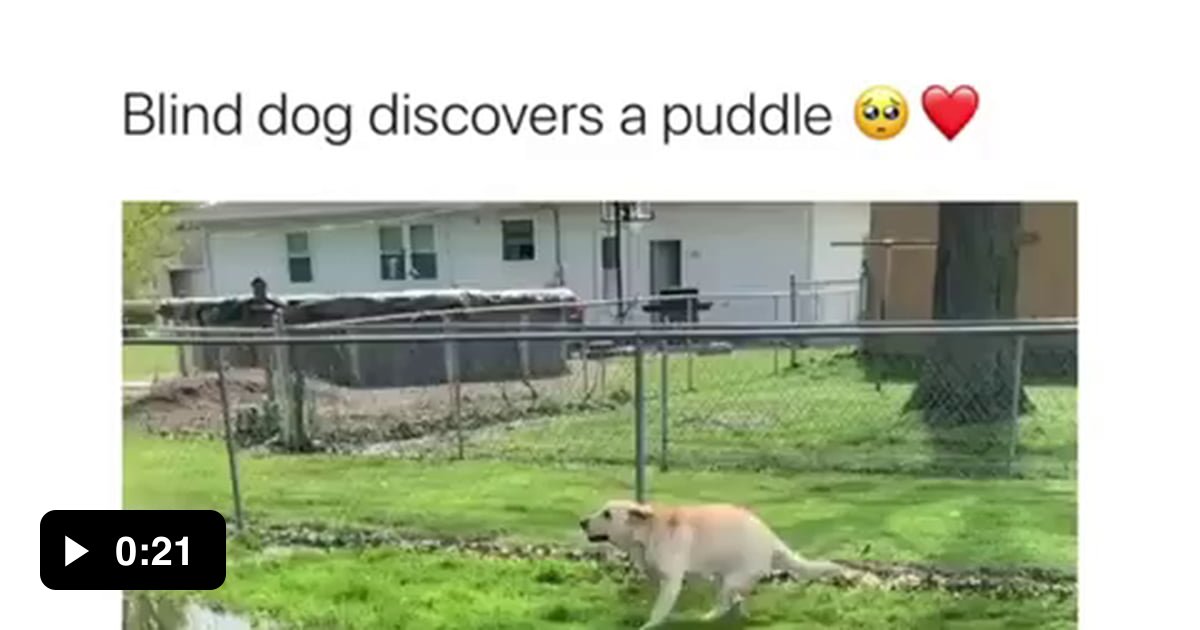 Dog discovers puddle fun! - 9GAG