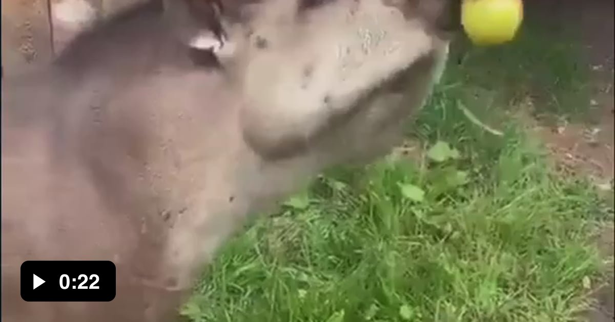 Me drunk, trying to lick my