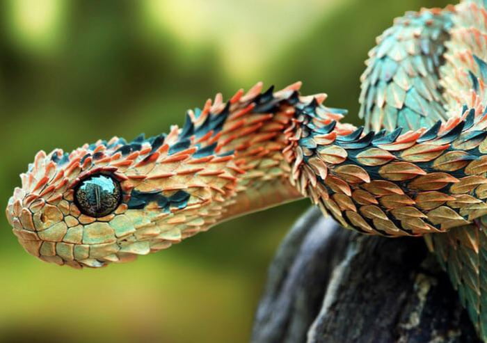 CalPhotos: Atheris hispida; Bristly Bush Viper