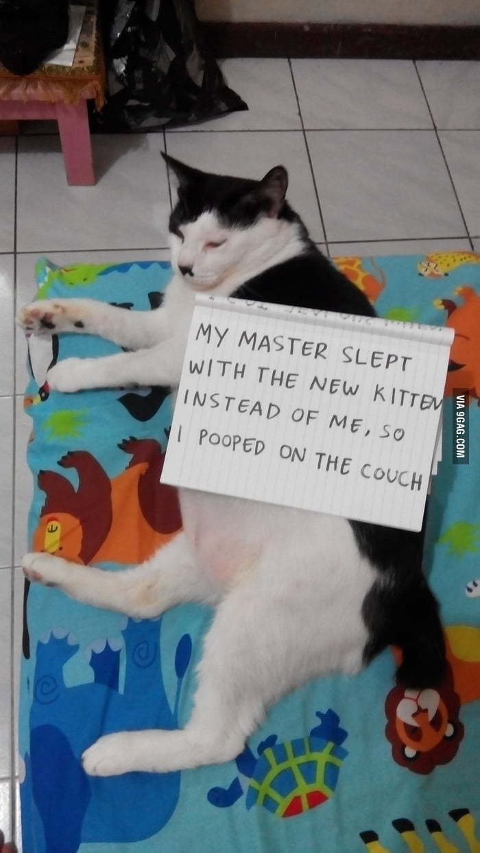 She pooped on the couch to show dominance 9GAG