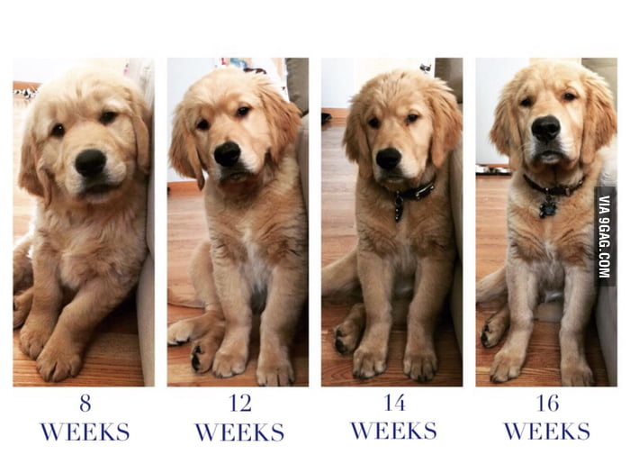 Stages Of A Golden Retriever Puppy Finnick Edition 9gag