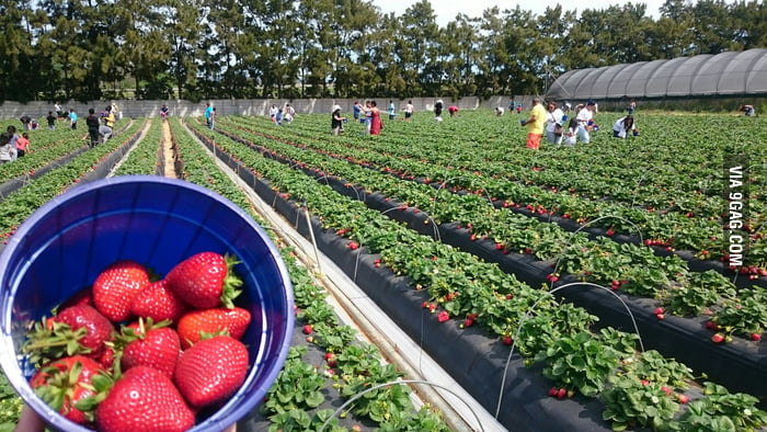Strawberry picking in Cape Town, South Africa, with some friends. You ...