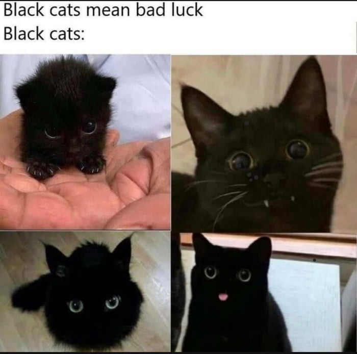 Do they actually give bad luck? - 9GAG