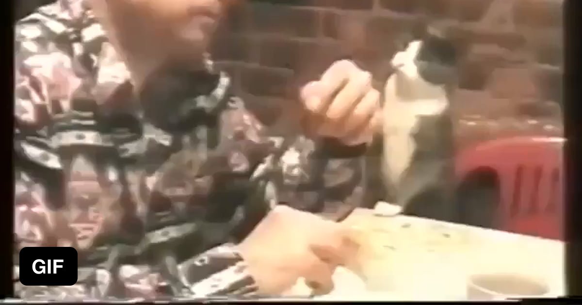 Cat Asks For Food From Her Deaf Friend In Sign Language 9GAG cat-asks-for-food-from-her-deaf-friend-in-sign-language-9gag