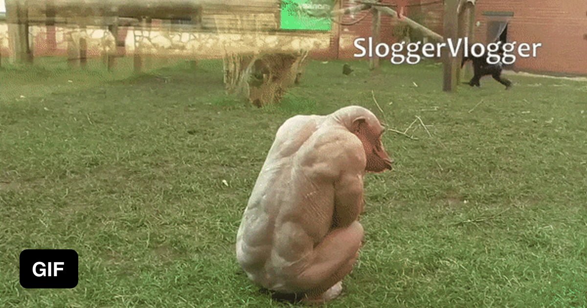 Hairless chimpanzees are terrifying - 9GAG