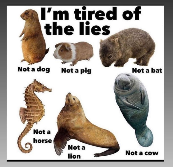 Everything is a lie - 9GAG