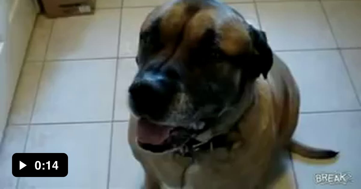 Dog eats Bean Burrito in 1 second 9GAG