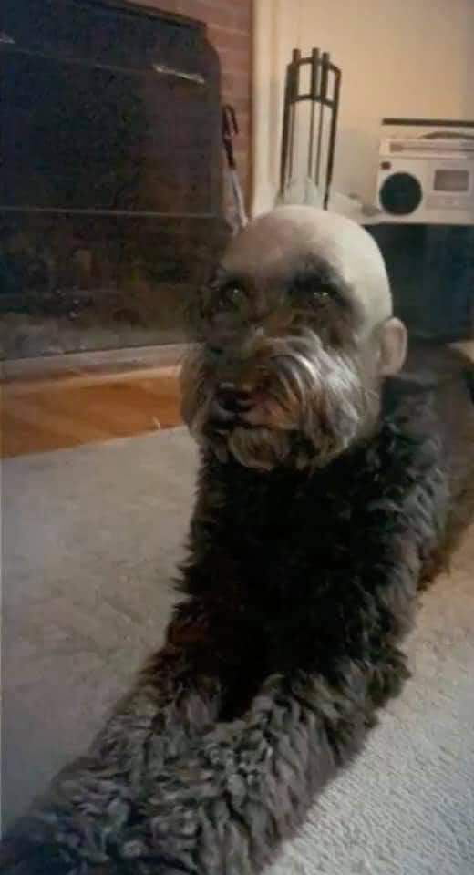 Кот с бородой мем Seen some f**ked up shit? - 9GAG