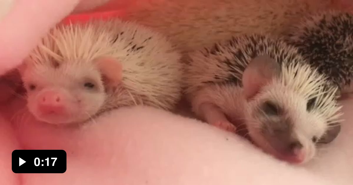 Baby hedgehog yawning, cutest thing you'll see today 9GAG