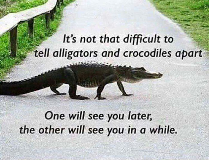 see-you-later-alligator-9gag