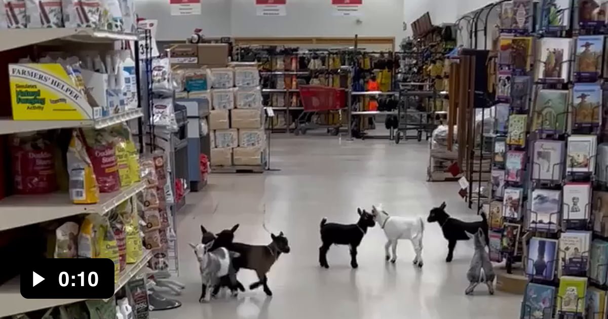 Cute Baby goats playing - 9GAG