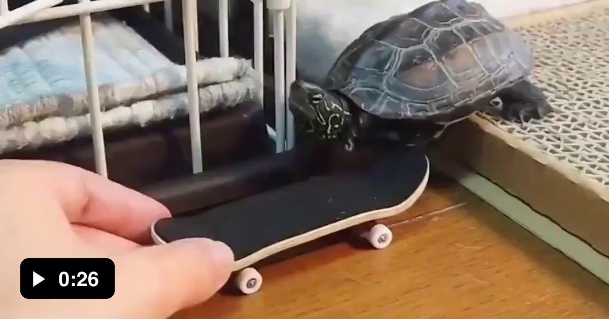 Tortoise Rides This dude shows a tortoise it can go way faster with a ride and it even ...