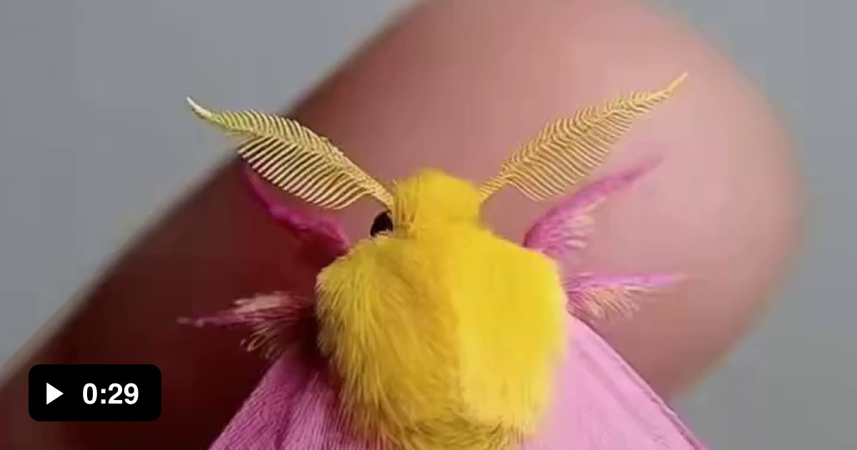 Play Moth The rosey maple moth from Eastern North America - 9GAG