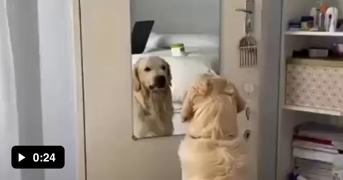 The dog's reaction when she saw her teeth - 9GAG