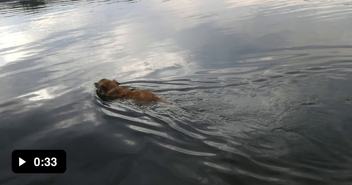 My Old Dog Swam Far Away To Check If The Mistress Was Okay And In This 