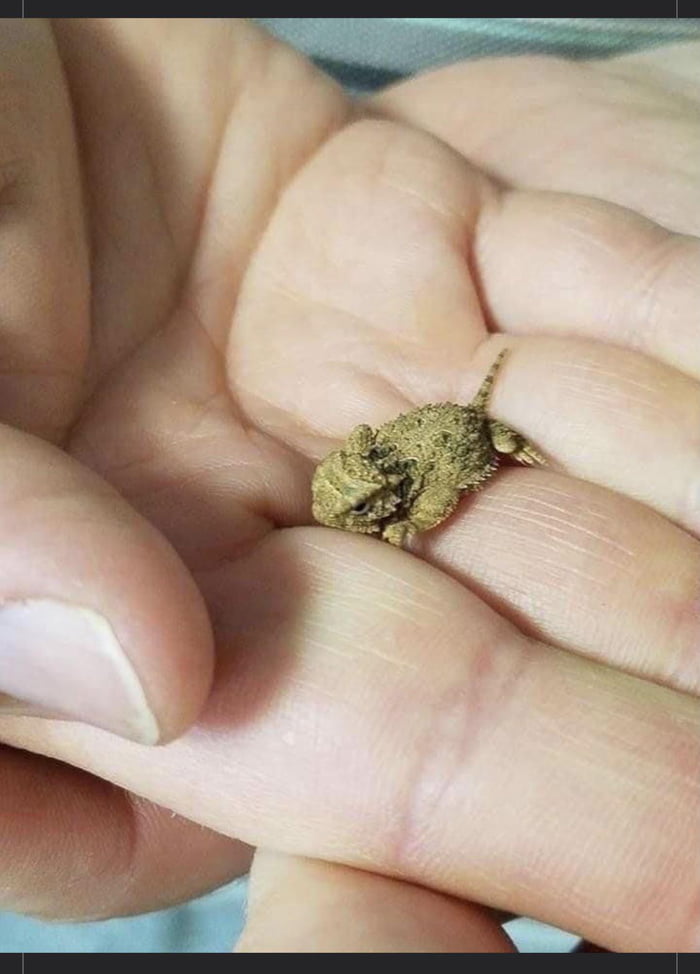 looks-like-a-little-nug-of-weed-9gag