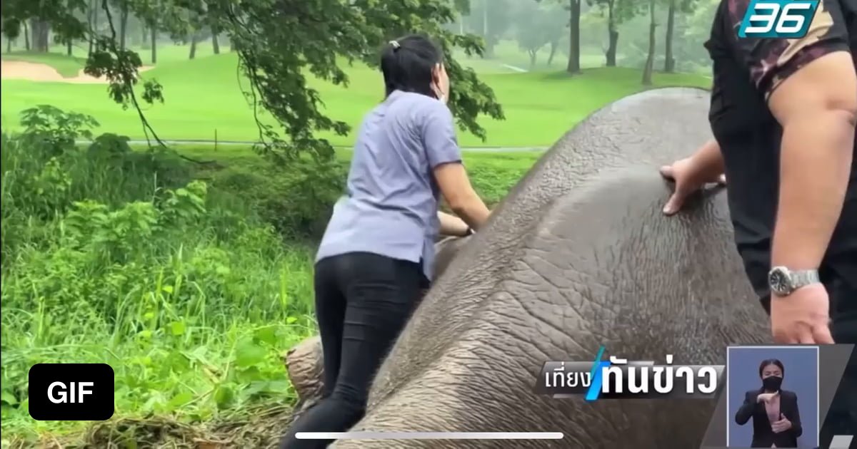 That doctors doing CPR on a full grown elephant - 9GAG