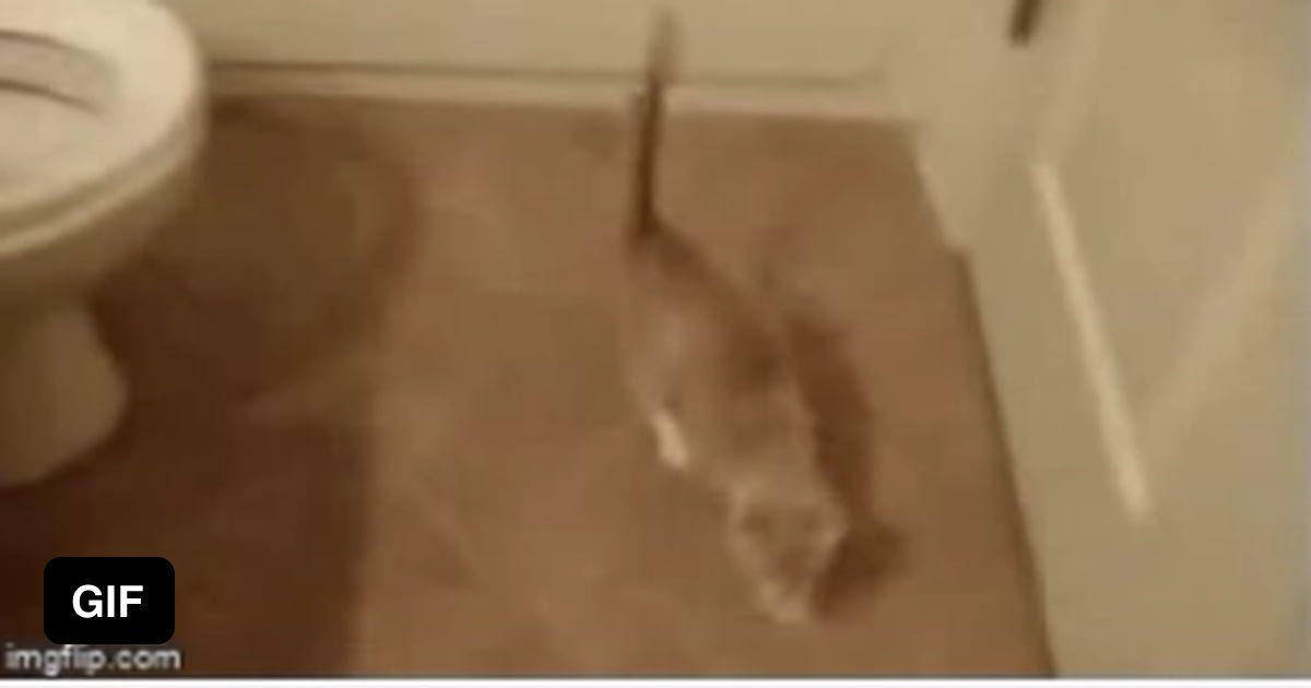 Oops look like the cat fell in the toilet again lol 9GAG