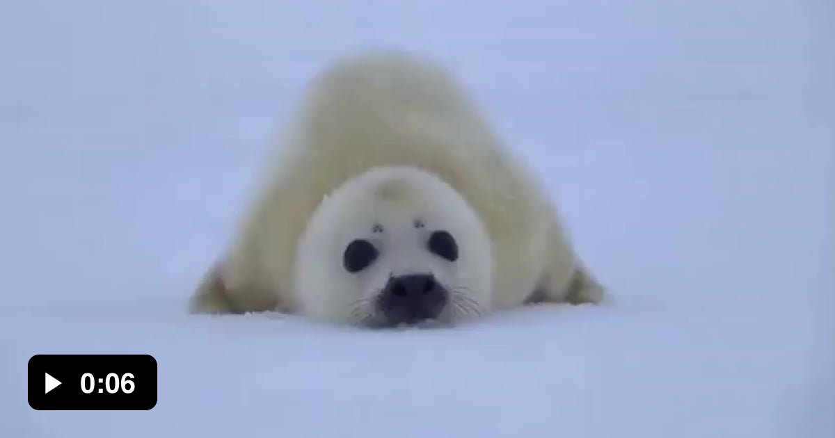 TIL what a baby seal sounds like 9GAG