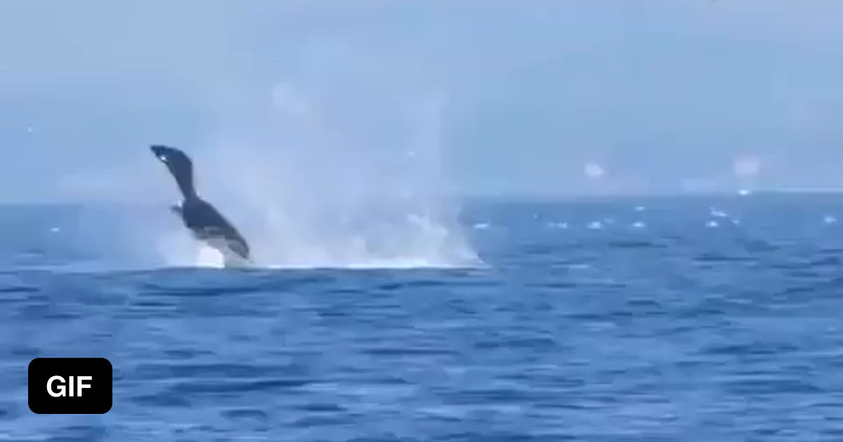 Killer whale throwing a seal ~20 meters into the air - 9GAG