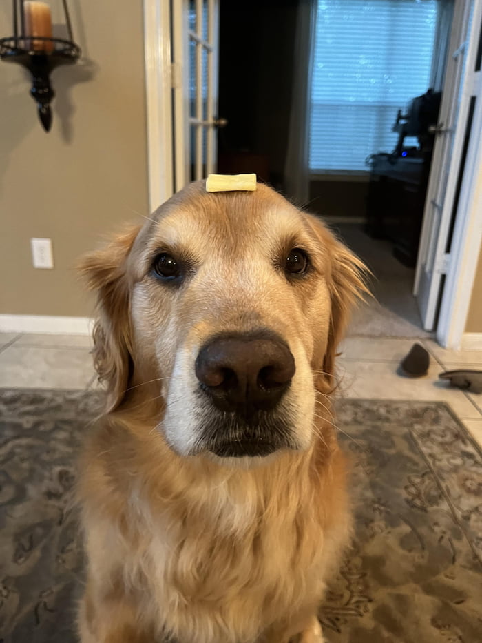 Butter dog. Dog with the butter on him. Butter dog. Dog with the butter ...