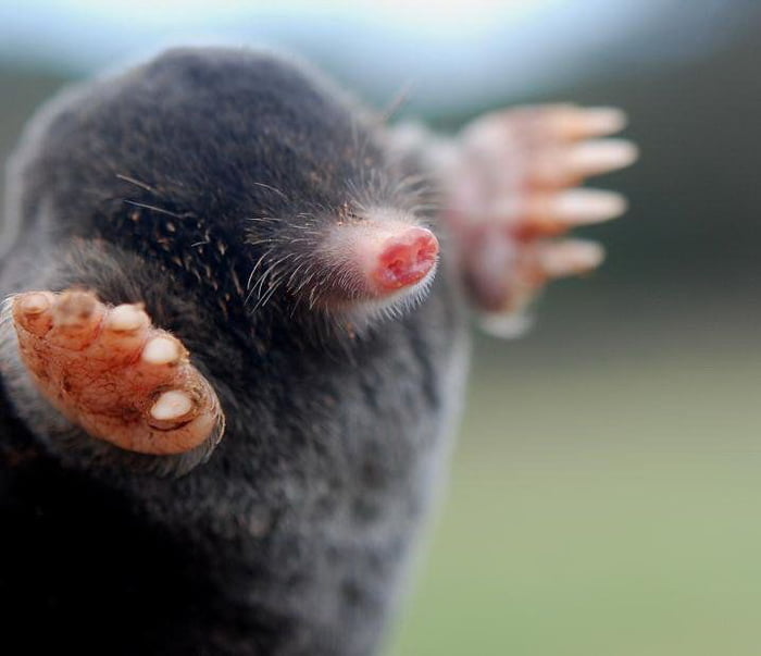 Let’s make moles cute again - 9GAG