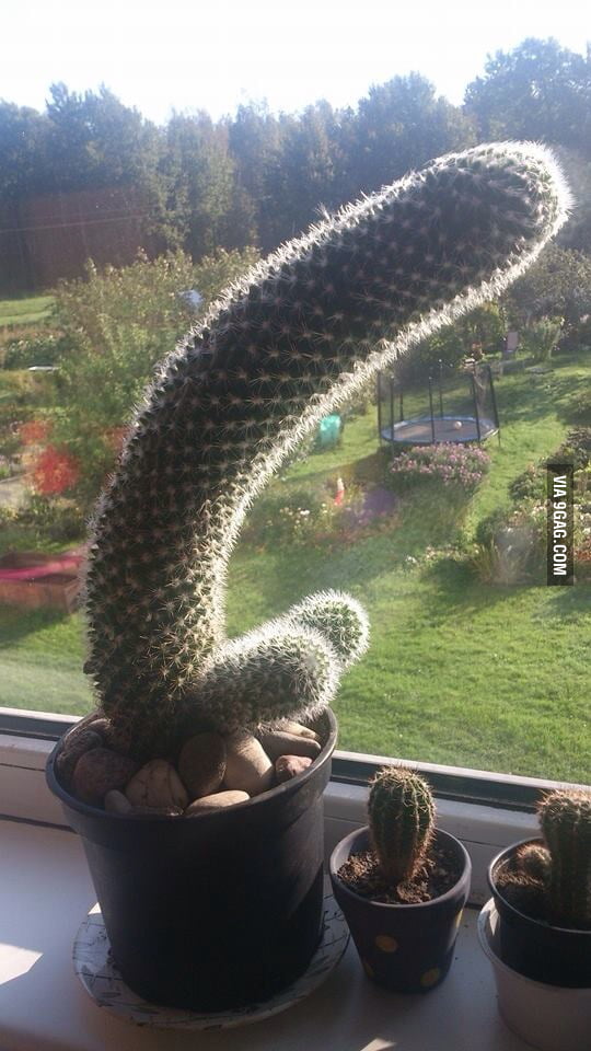 This cactus looks like a dick - 9GAG