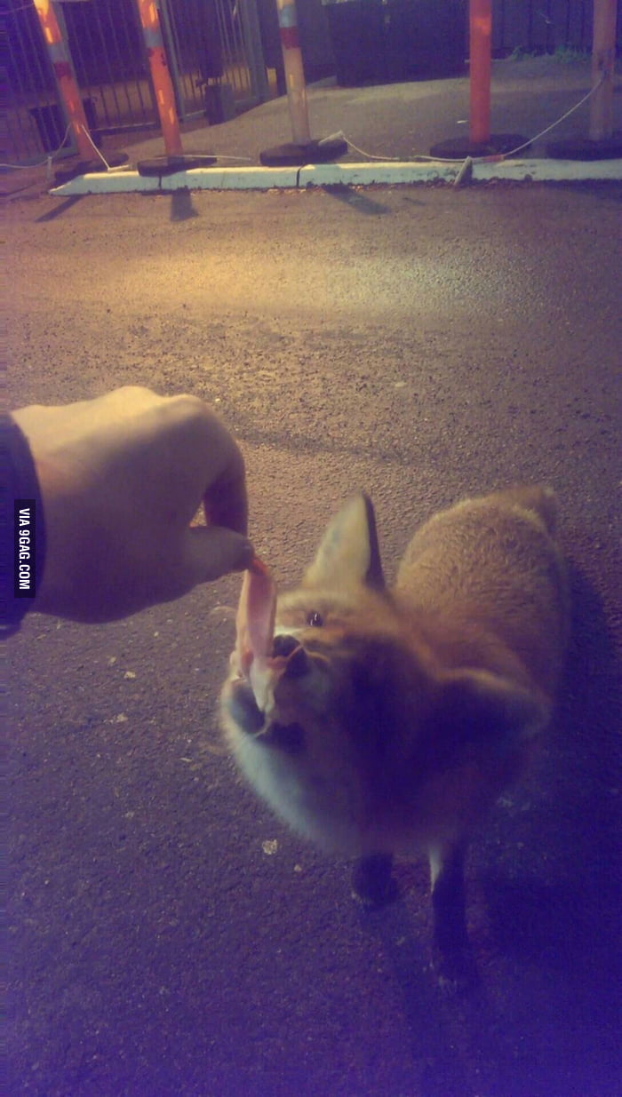 Feeding ham to a wild fox in Norway! 9GAG
