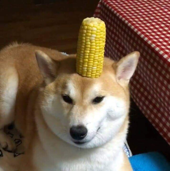 Corn doggo - 9GAG