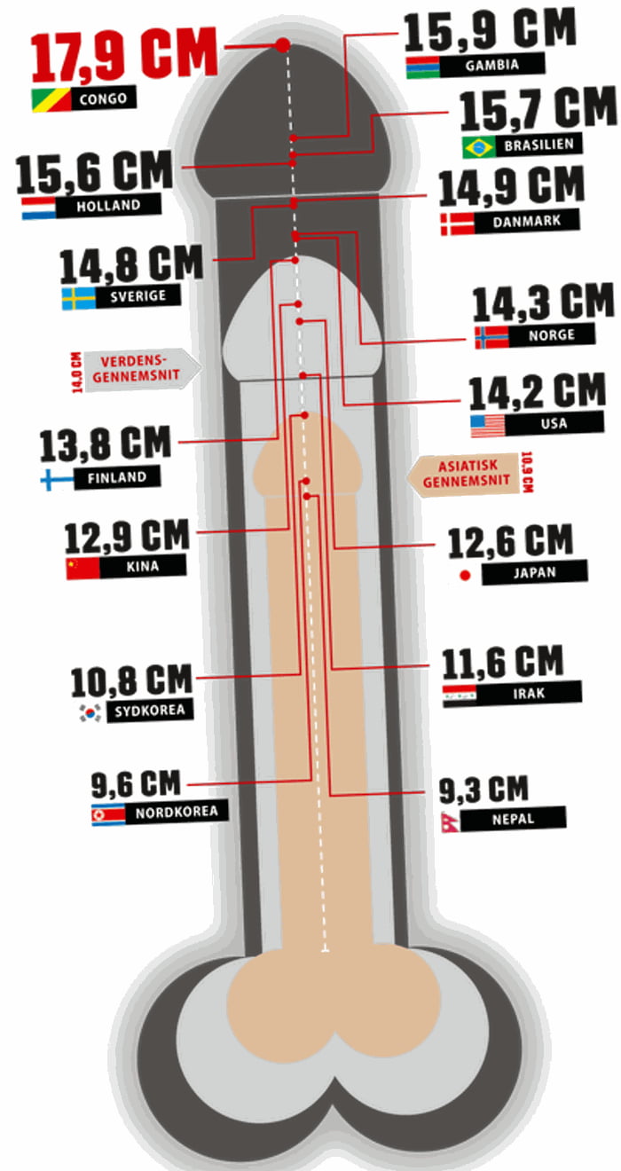 How big is the average penis