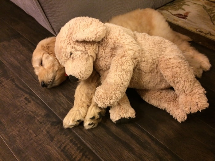 goldendoodle puppy stuffed animal