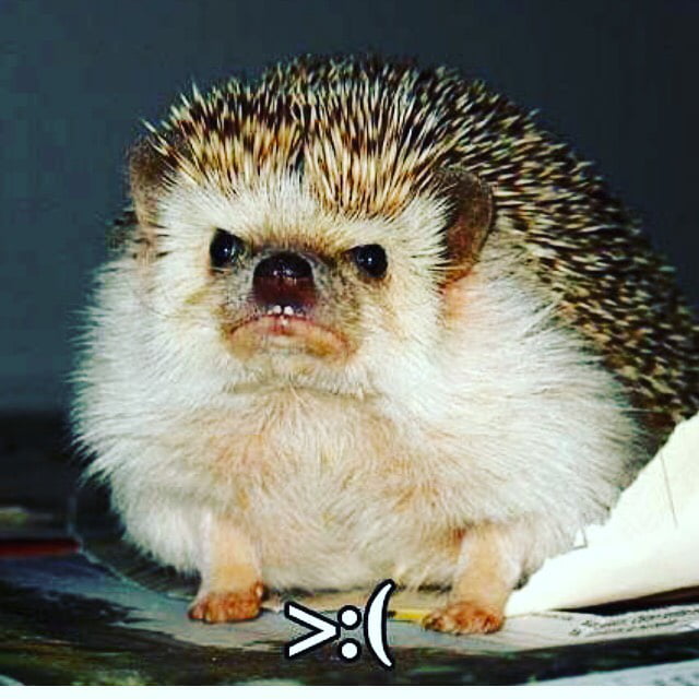 mad hedgehog