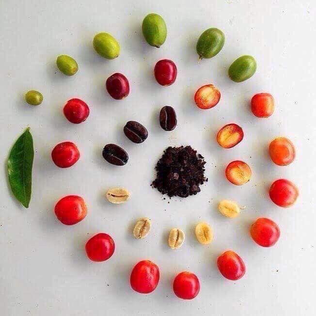 Life cycle of a coffee bean!! 9GAG