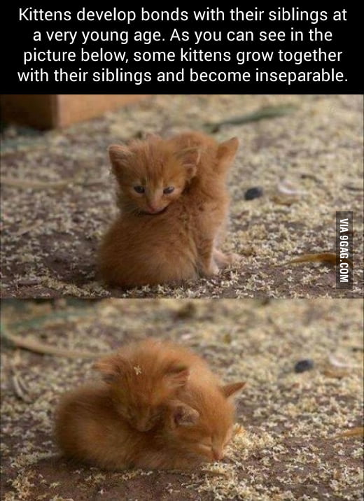 Extremely Cute Kittens - 9GAG