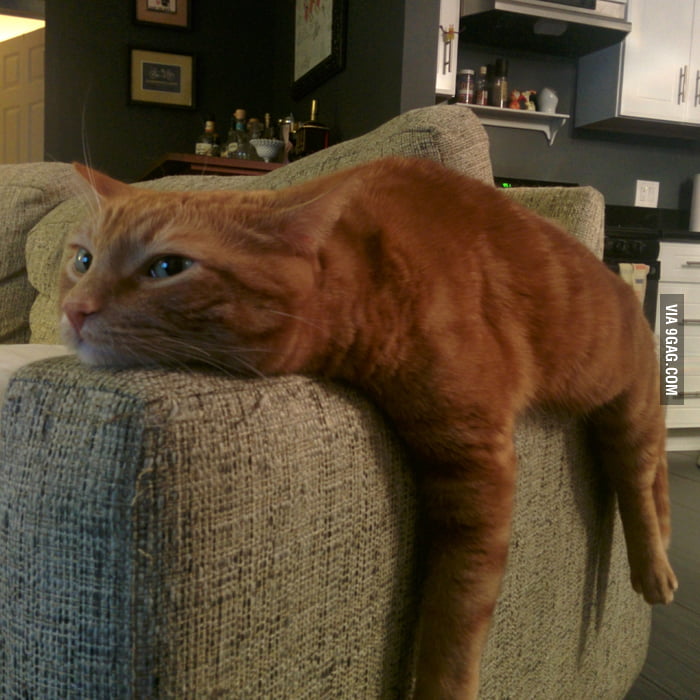 Apparently my cat had just as rough a day as I had. 9GAG