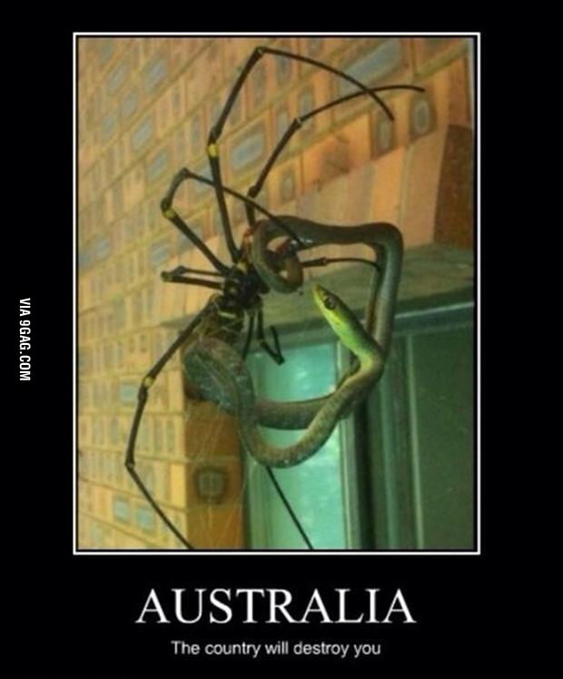 Australia where spiders fight with snakes 9GAG