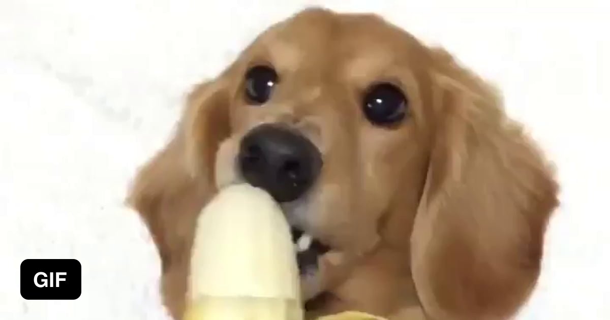 Curated visual reference: Dog Munching A Banana Photo Inspiration