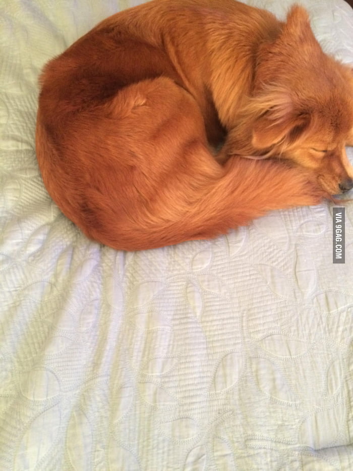We should have named her Mozilla - 9GAG