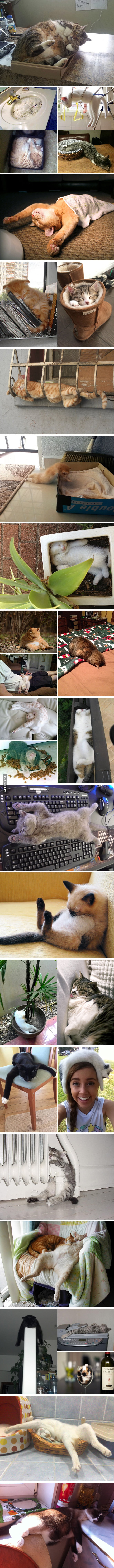 These cats know how to master the art of "Sleep-fu"