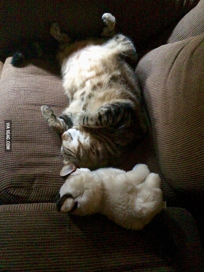 A very content cat. - 9GAG