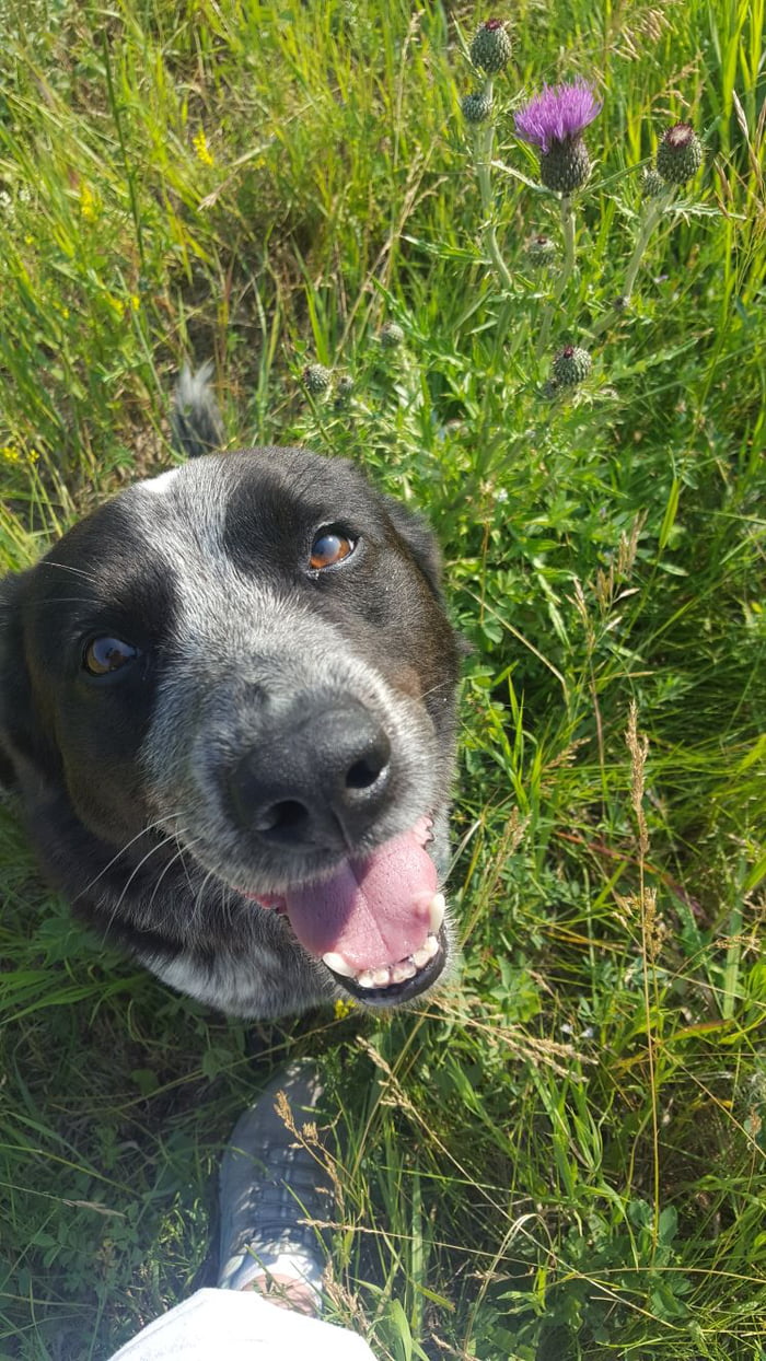 Something To Put A Smile On Your Face Blue Heeler Border Collie Mix 9gag