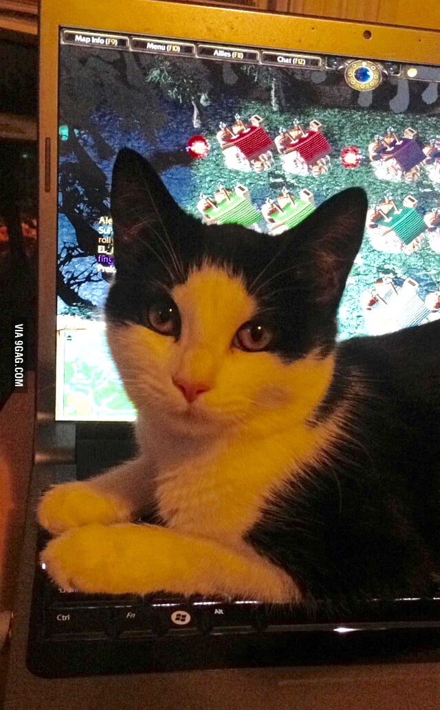 When your cat is more beautiful than you'll ever be - 9GAG