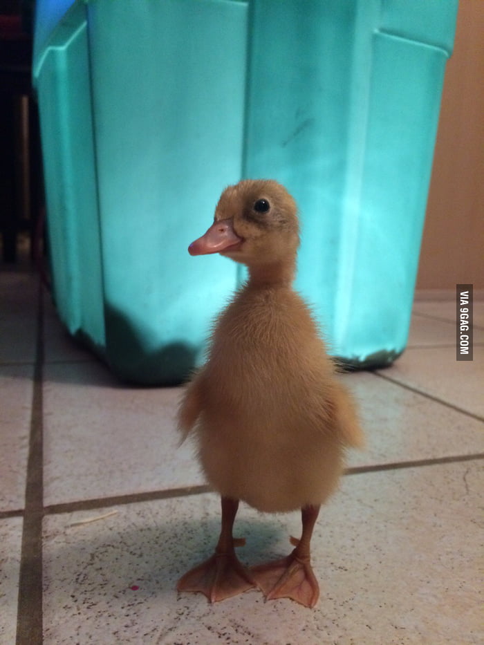 My new duck. - 9GAG