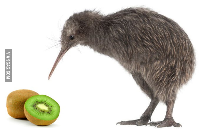 Kiwi Cannibalism - 9GAG