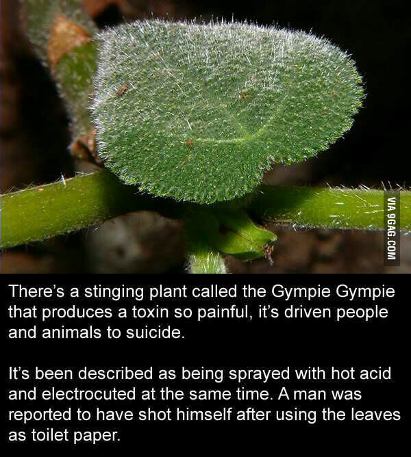 Suicide Plant - 9GAG