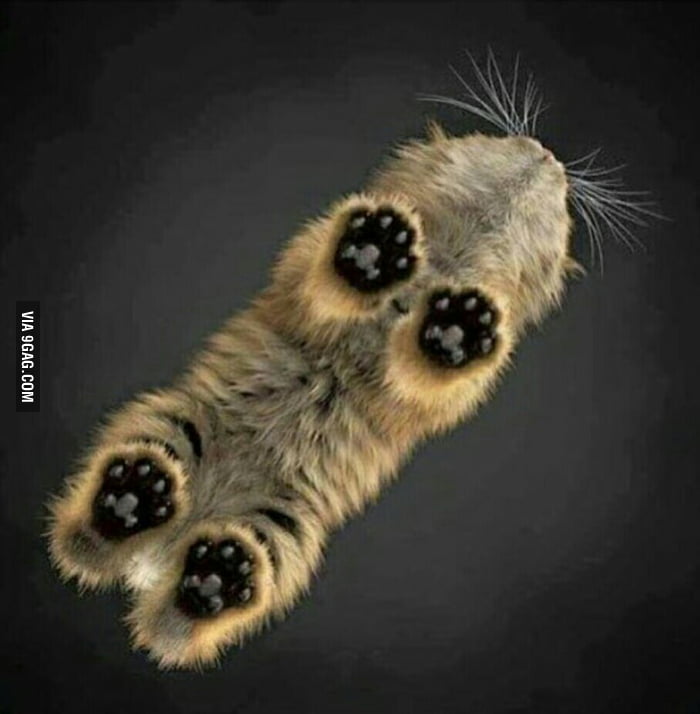Cat paws from below.. - 9GAG