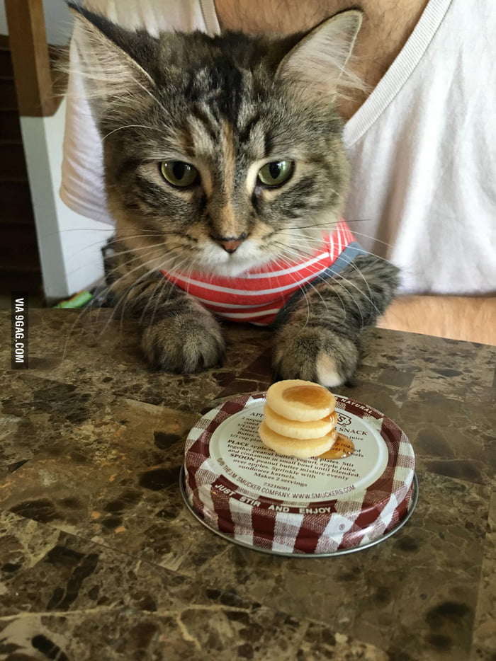 Fluffy cat has fluffy pancakes 9GAG