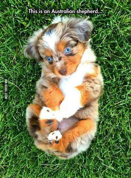 One Of The Most Beautiful Puppies In World 9gag Most Beautiful Puppies In The World