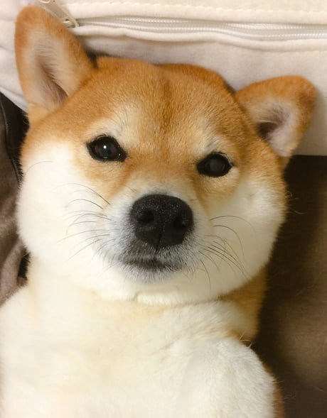 Koh Is A Shibainu This Breed Has Been Used As A Hunting Dog