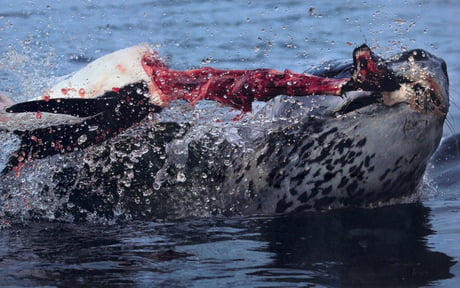 I See Your Cane Toad Eating A Bat And Raise You Leopard Seal Cane Toad Eating A Bat And Raise